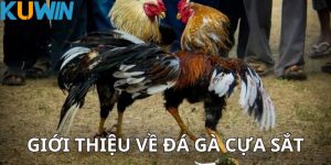 Giới thiệu về Đá Gà Kuwin